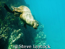 Galapagos sealion  by Steve Laycock 